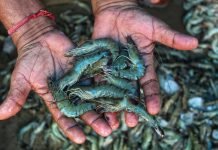 DCC Recommends Ban on Chloramphenicol and Nitrofurans in Food Animal Production to Combat Antibiotic Misuse