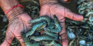 DCC Recommends Ban on Chloramphenicol and Nitrofurans in Food Animal Production to Combat Antibiotic Misuse