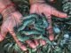 DCC Recommends Ban on Chloramphenicol and Nitrofurans in Food Animal Production to Combat Antibiotic Misuse