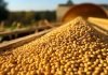 Farmers Grapple with Low Soybean Prices Despite Government MSP Hike