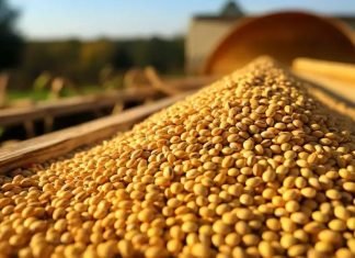 Farmers Grapple with Low Soybean Prices Despite Government MSP Hike
