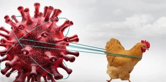 Early Avian Influenza Outbreak Threatens Kerala’s Poultry Industry