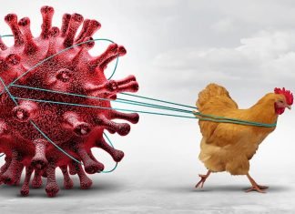Early Avian Influenza Outbreak Threatens Kerala’s Poultry Industry