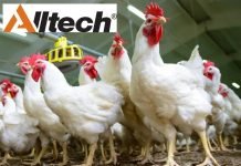 Alltech’s Poultry School Series Highlights Advances in Poultry Nutrition Research