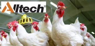 Alltech’s Poultry School Series Highlights Advances in Poultry Nutrition Research