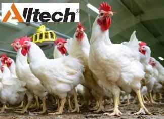 Alltech’s Poultry School Series Highlights Advances in Poultry Nutrition Research