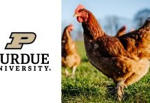 Purdue University Develops Antibiotic-Free Treatment for Avian Pathogenic E. coli