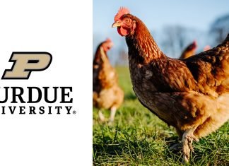 Purdue University Develops Antibiotic-Free Treatment for Avian Pathogenic E. coli