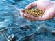 Budget 2024: Finance Minister Proposes Reduction in Customs Duty on Fish Feeds to Boost Marine Sector