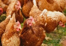 Tamil Nadu Government Support Rural Poultry Farm with 50% Subsidy