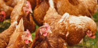Tamil Nadu Government Support Rural Poultry Farm with 50% Subsidy