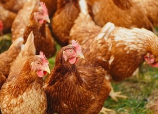 Tamil Nadu Government Support Rural Poultry Farm with 50% Subsidy