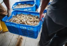 Kerala’s Fisheries Sector in Crisis as Japan and US Slash Shrimp Imports