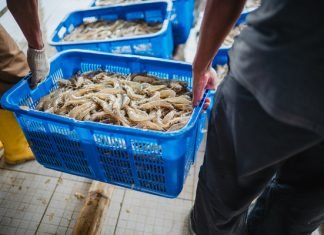 Kerala’s Fisheries Sector in Crisis as Japan and US Slash Shrimp Imports