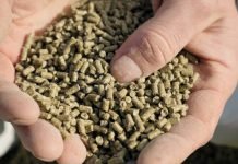 Meeting the Growing Demand: Strategies for Boosting India’s Animal Feed Exports