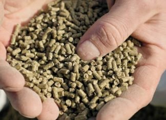 Meeting the Growing Demand: Strategies for Boosting India’s Animal Feed Exports