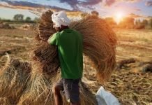 Budget 2024-25: Agri Funding Rises, but Fodder Sector Overlooked