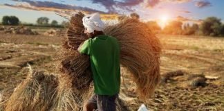 Budget 2024-25: Agri Funding Rises, but Fodder Sector Overlooked