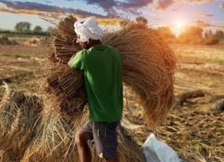 Budget 2024-25: Agri Funding Rises, but Fodder Sector Overlooked
