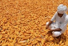 Kharif Sowing: Maize, Soyabean, and Sugarcane Areas Surpass Normal Coverage
