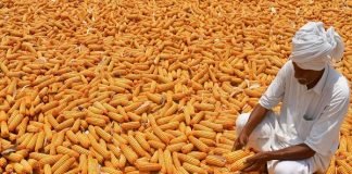 Kharif Sowing: Maize, Soyabean, and Sugarcane Areas Surpass Normal Coverage