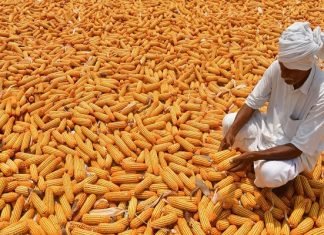 Kharif Sowing: Maize, Soyabean, and Sugarcane Areas Surpass Normal Coverage