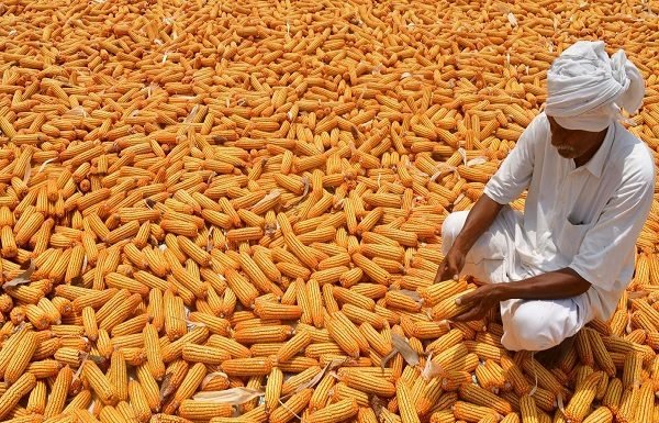 Kharif Sowing: Maize, Soyabean, and Sugarcane Areas Surpass Normal Coverage