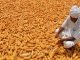 Kharif Sowing: Maize, Soyabean, and Sugarcane Areas Surpass Normal Coverage