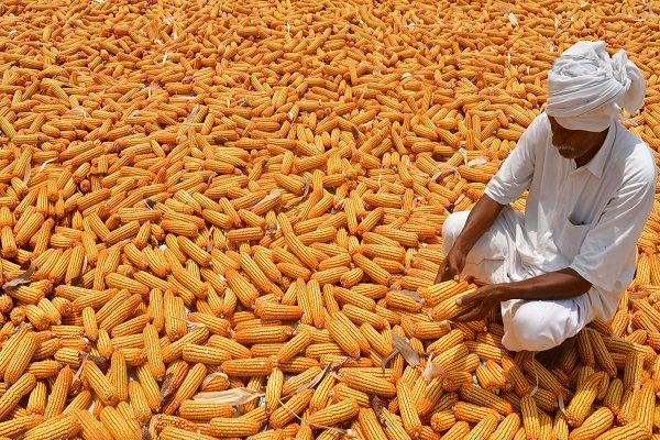 Kharif Sowing: Maize, Soyabean, and Sugarcane Areas Surpass Normal ...