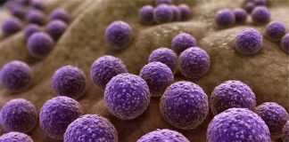 The AMR Dilemma: Experts’ Opinions and Insights