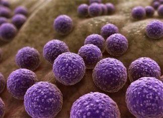 The AMR Dilemma: Experts’ Opinions and Insights