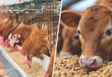 The First Feed: Enhancing Early Nutrition for Animals