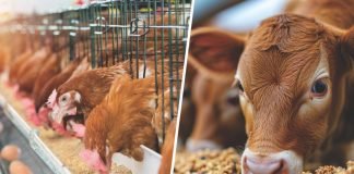 The First Feed: Enhancing Early Nutrition for Animals