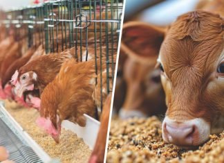 The First Feed: Enhancing Early Nutrition for Animals