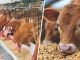 The First Feed: Enhancing Early Nutrition for Animals