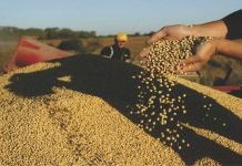 Surge in Soybean Meal Demand from Iran and UAE Boosts Indian Exports