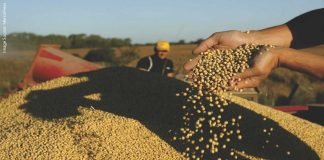 Surge in Soybean Meal Demand from Iran and UAE Boosts Indian Exports