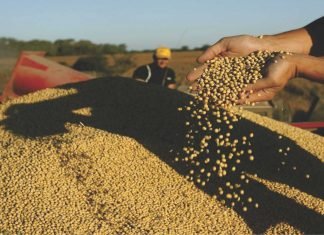 Surge in Soybean Meal Demand from Iran and UAE Boosts Indian Exports