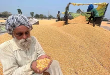 Punjab Reports Significant Growth in Maize and Direct Seeded Rice, While Cotton Area Declines