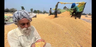 Punjab Reports Significant Growth in Maize and Direct Seeded Rice, While Cotton Area Declines