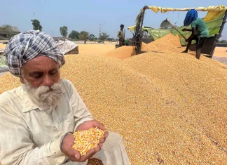 Punjab Reports Significant Growth in Maize and Direct Seeded Rice, While Cotton Area Declines