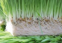 Kerala Government to Provide Green Fodder at Affordable Rates to Dairy Farmers