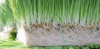 Kerala Government to Provide Green Fodder at Affordable Rates to Dairy Farmers