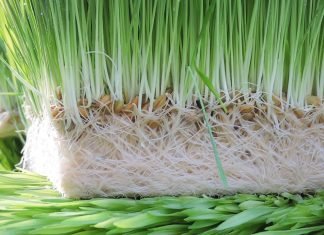Kerala Government to Provide Green Fodder at Affordable Rates to Dairy Farmers