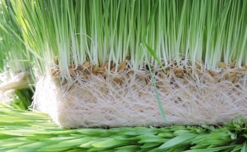 Kerala Government to Provide Green Fodder at Affordable Rates to Dairy Farmers
