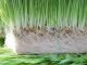 Kerala Government to Provide Green Fodder at Affordable Rates to Dairy Farmers