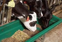 Innoterra to Grow Cattle Feed Operations for Dairy Subsidiary MilkLane