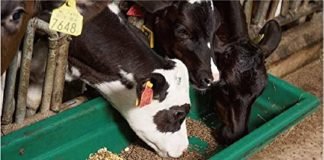 Innoterra to Grow Cattle Feed Operations for Dairy Subsidiary MilkLane