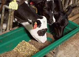 Innoterra to Grow Cattle Feed Operations for Dairy Subsidiary MilkLane