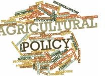 Maize Challenge – GMO to PMO